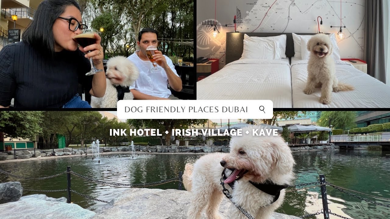 DOG FRIENDLY BUDGET HOTEL DUBAI DOG FRIENDLY BAR DUBAI DOG FRIENDLY