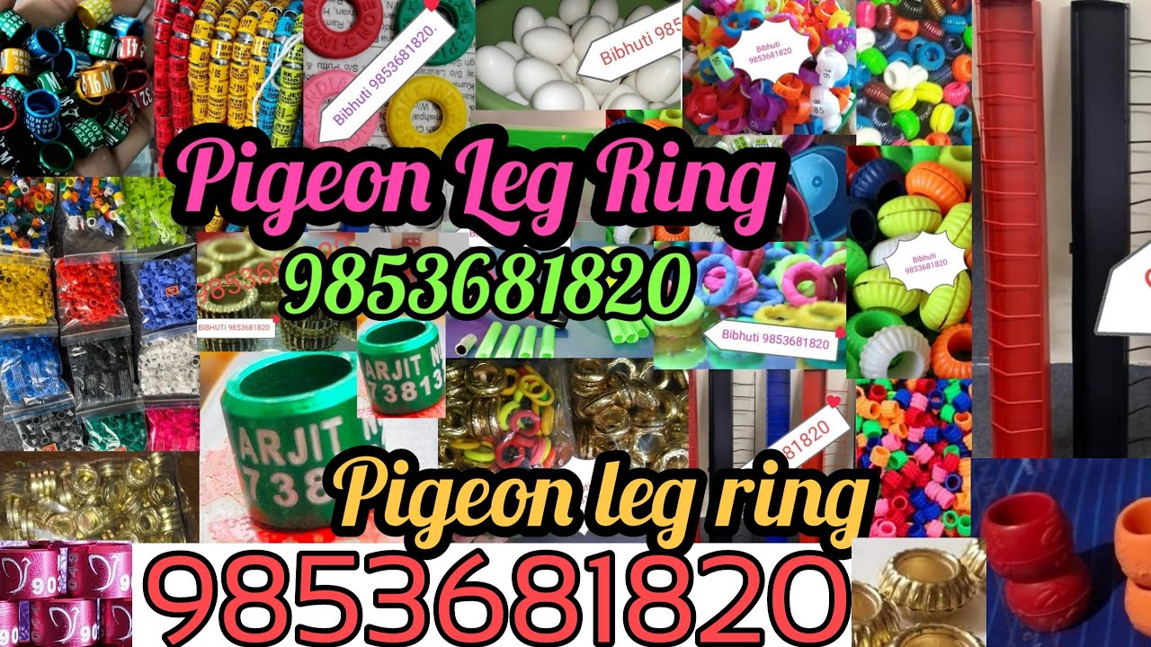 Iron pigeon Ring at best price in Jalesar | ID: 2850534239612