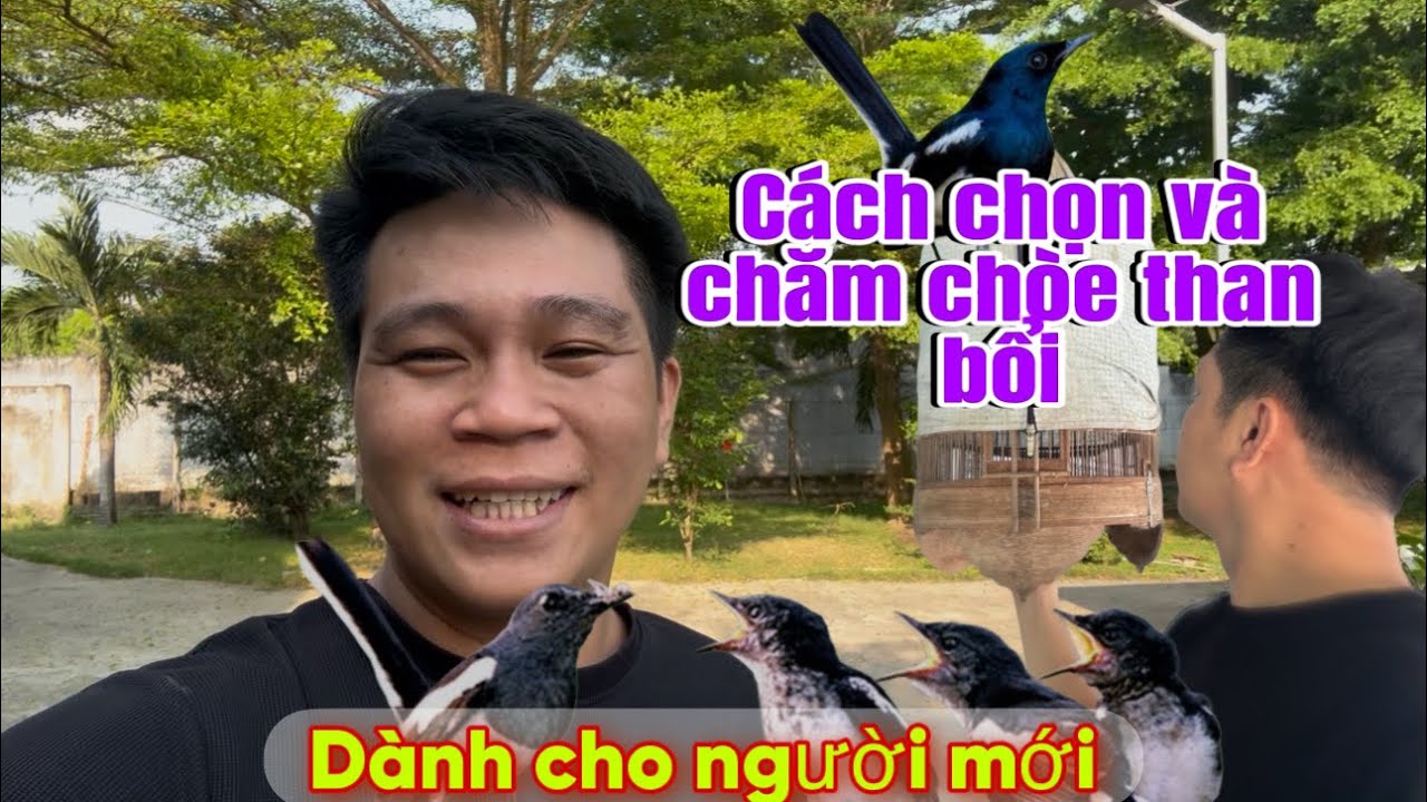 Cách Nuôi Chim Chích Chòe Than Dành Cho Người Mới Chơi Từ A - Z