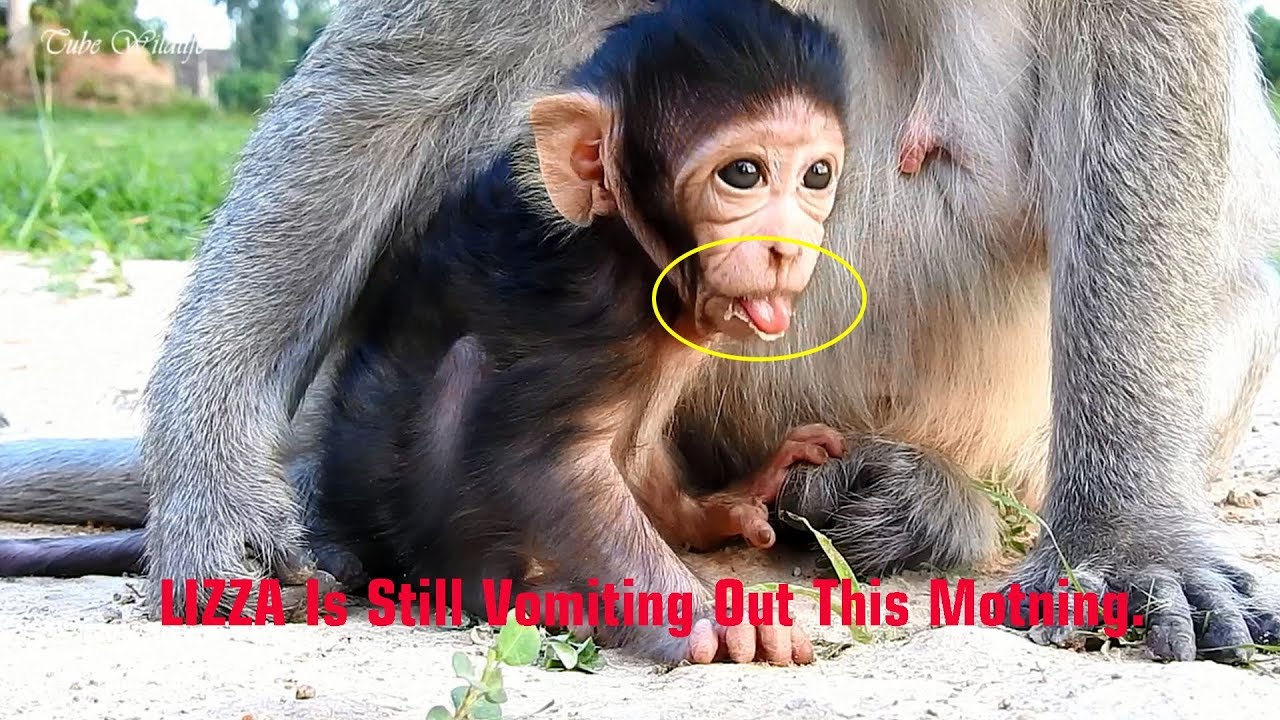 petco hours Worry So Much LIZZA Is Still Vomiting Out This Morning, cos of Milking Too Much or Not Good Health?