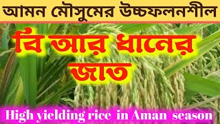 High_Yielding B R Rice Variety ll আমন মৌসুমের উচ্চফলনশীল ধান #amon #rice