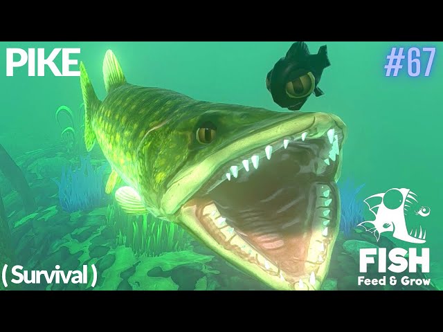 Pike, Feed and Grow Fish Wikia