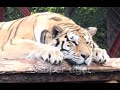 生活太惬意,老虎都懒得动了Life is so pleasant that tigers don't move