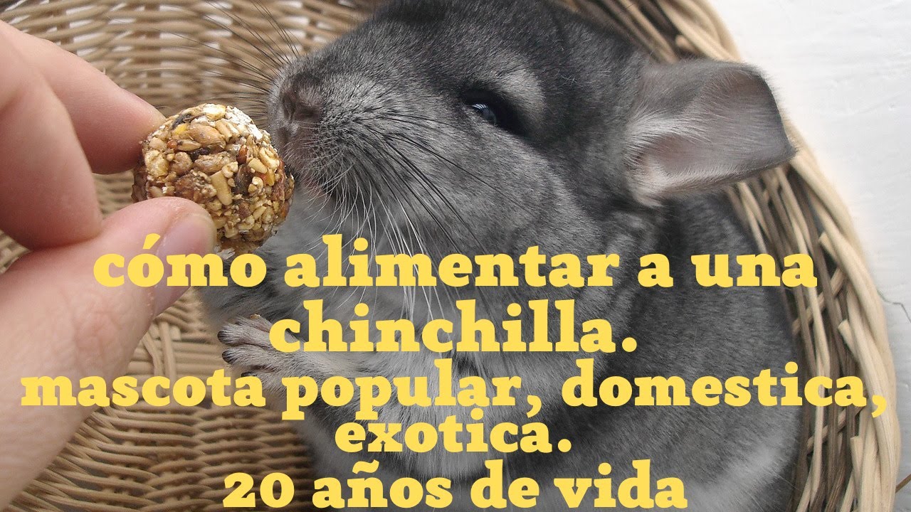 como alimentar a una chinchilla.20 años de vida.una mascota popular.un roedor exótico