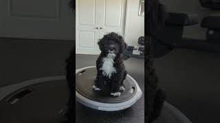 Portuguese water dog puppy Bosu balance work