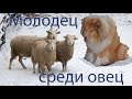 Молодец среди овец! Или как мы на пастушью тренировку съездили!