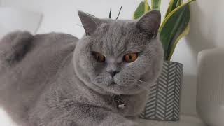 Found a new place to chill  Theo British Shorthair