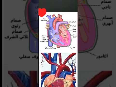 ماذا يوجد في قلب الإنسان      