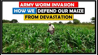 Maize Farming: Army Worms Keep Attacking our Crop: How We Defend our Maize Crop against them. by Mondo Farms 16,683 views 1 year ago 30 minutes