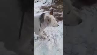 Животные замерзли на смерть. Animals froze to death in winter 2024. Kazakhstan or Yakutia?