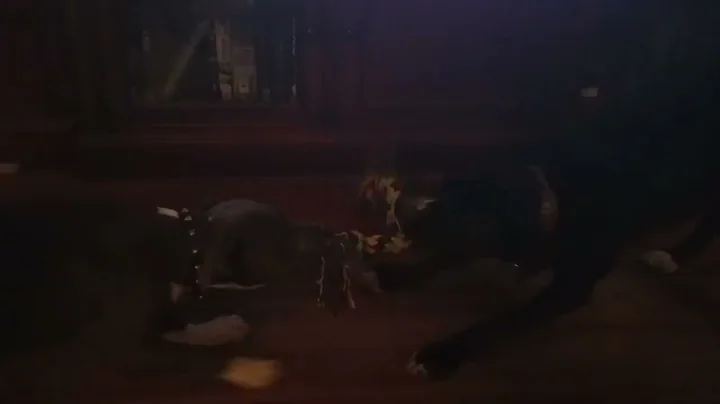 My Fuzzy Buddies Playing Tug O' War..