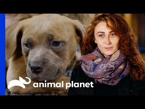 Video: Pit Bulls Bailes Pārvarēšana: Kur Mēs Ejam No šejienes?