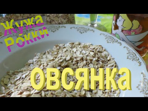 Овсяные хлопья для морской свинки. Рацион морских свинок