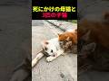 死にかけの母猫と3匹の子猫 #動物 #ペット #かわいい #癒し #animals #猫 #子猫 #救出