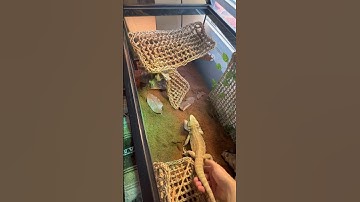 Setting up a bearded dragon enclosure! #shorts#reptilelover#beardeddragon