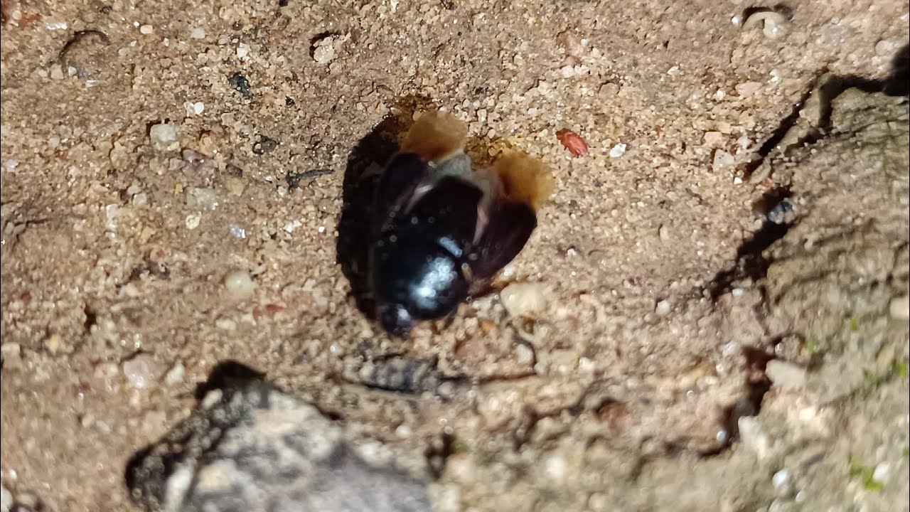 Dung beetles belong to the superfamily Scarabaeoidea. 
