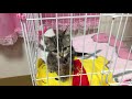 超かわいい子猫がやってきた！！　A cute cat has arrived