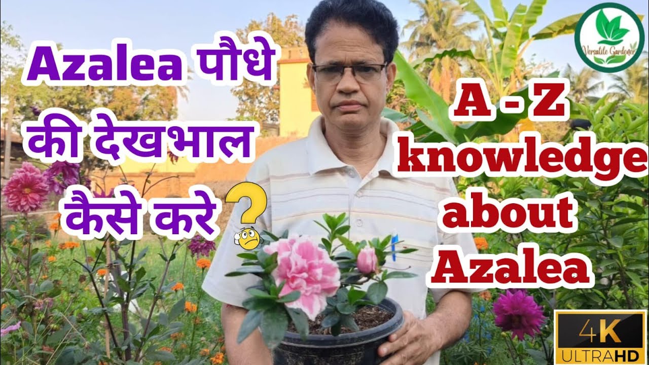 Azalea की सही Potting Mix ,गर्मी में देखभाल || Azalea Plant Care In Summer || Azalea flower plant