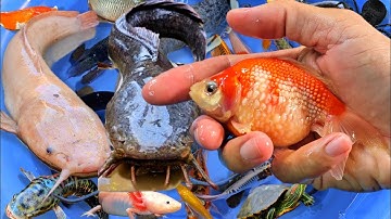 Video tổng hợp cá cảnh đẹp, động vật dễ thương, cá lia thia, cá bảy màu, cá mập trắng