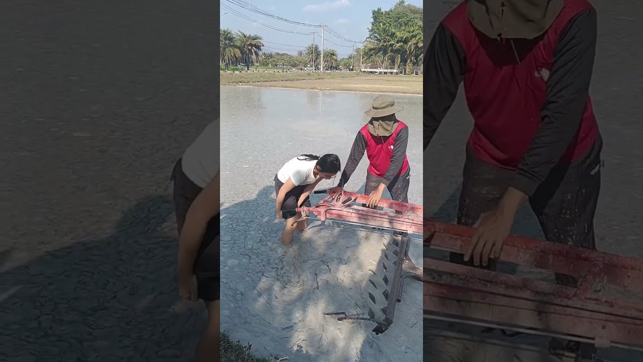 Pasin690125นักศึกษาจีนไถนา