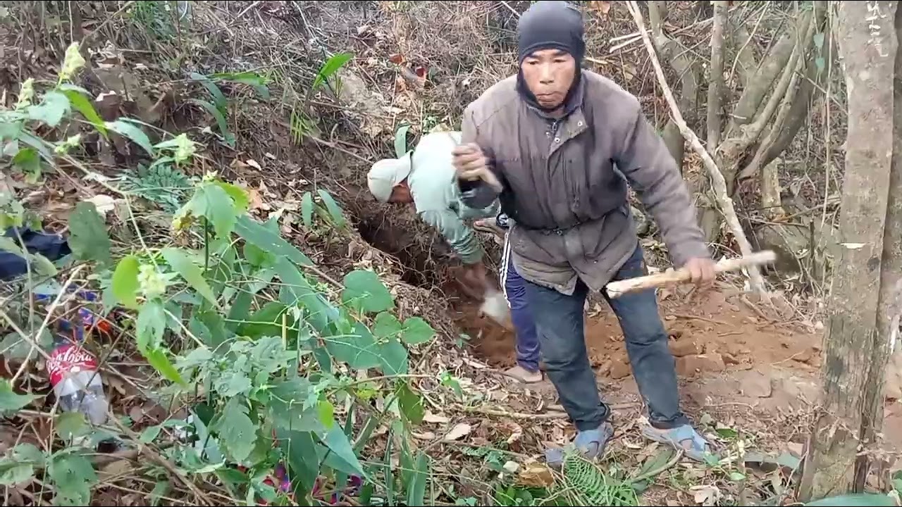 पुर्खौली घरनिर वनतरुल खन्दै मेरो भान्जो र भेनाजुसँग म तरुल खन्दै