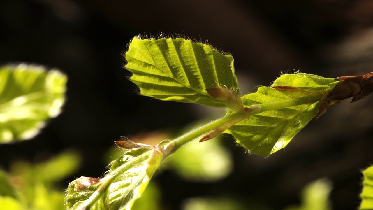 Awakening Beech Forest spring time lapse. Filmed over a month. 4K