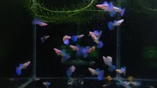 Blue topaz bds big tail #82guppy #fishtok #cabaymau #xuhuong