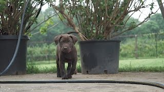 Introducing Ruby