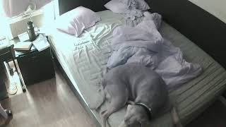 Celebrity August 19th Sleep Stream Profile