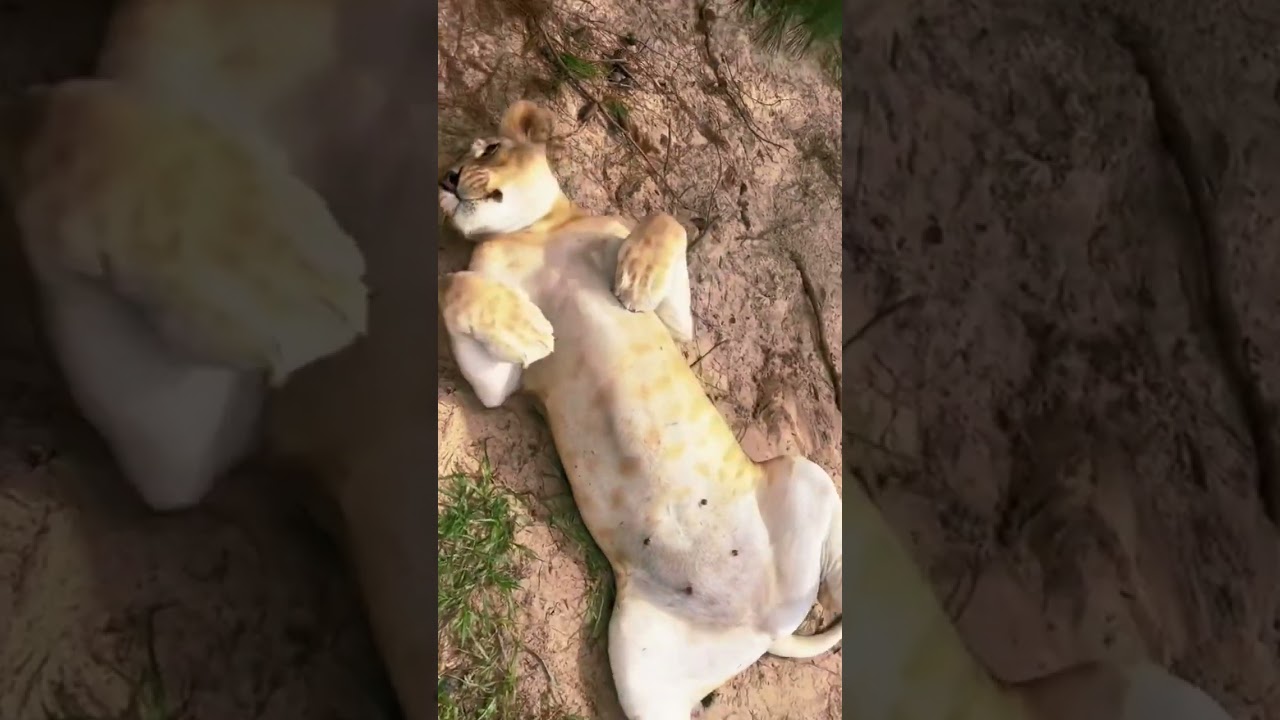 Lion Toe Beans! ADORABLE