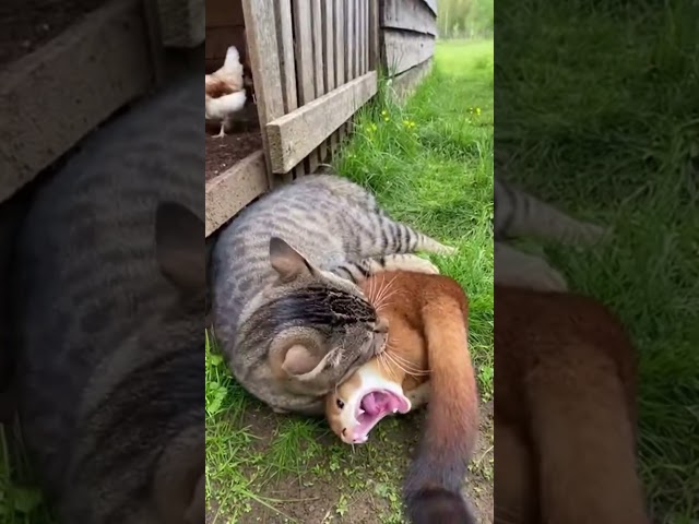 #weasel #fight #satisfying #shorts #trending #funny #animals