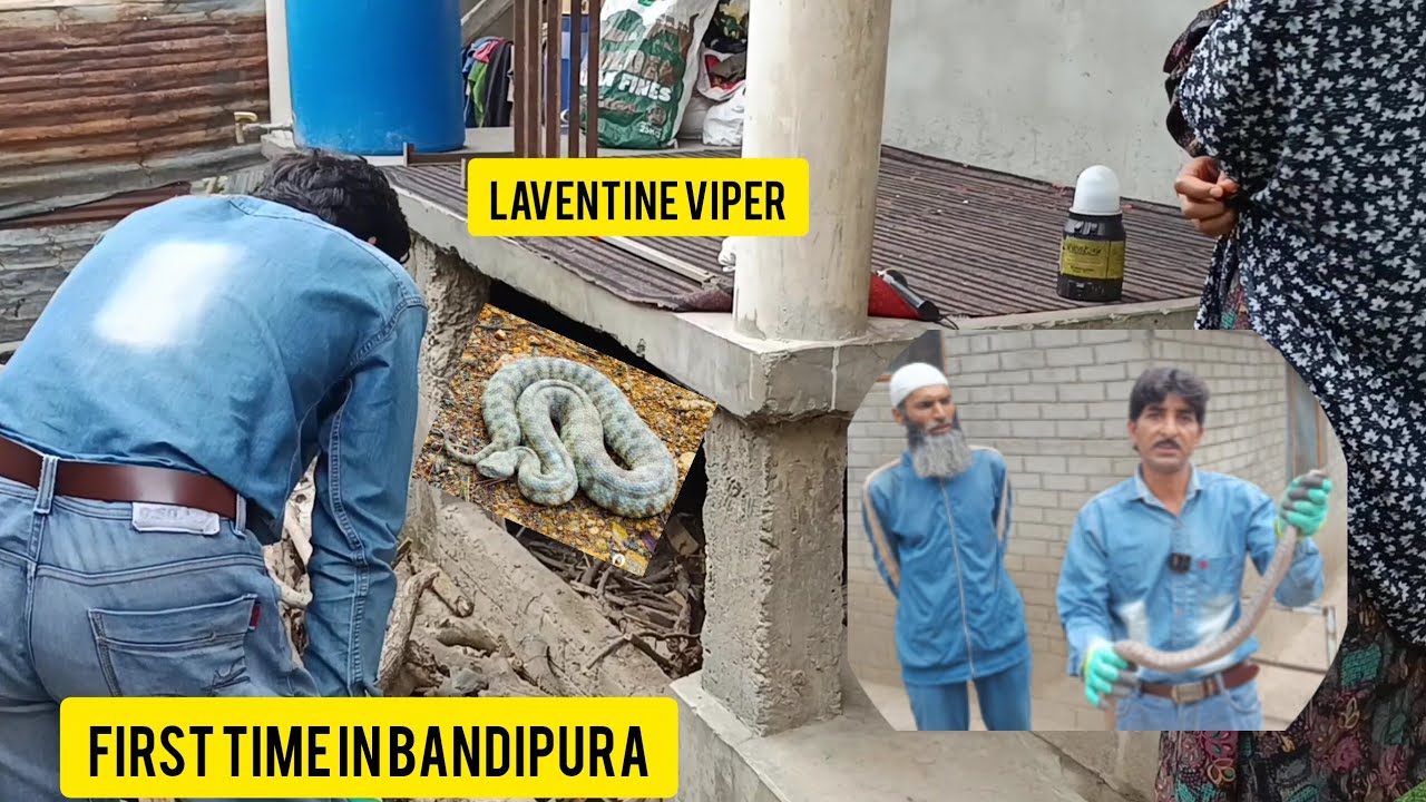 LEVANTINE VIPER😱RESCUED IN A HOUSE FIRST TIME|| BANDIPORA DISTRICT || WILDLIFE MANZOOR || 9541619331