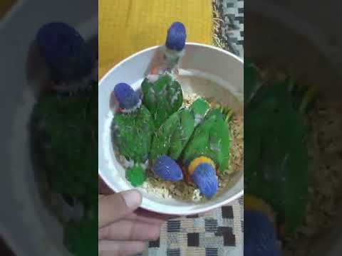 lory parrot chick