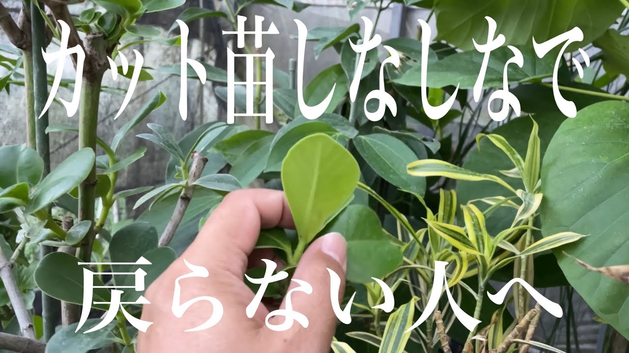 マロニエラポ　カット苗 カット苗。葉っぱがしなしなで戻らない人へ。。。 - YouTube