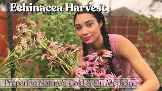 Growing, Harvesting Echinacea & Using It For Medicine Herbalism 101