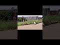 Bush Prank 🤣🤣🤣 #funny