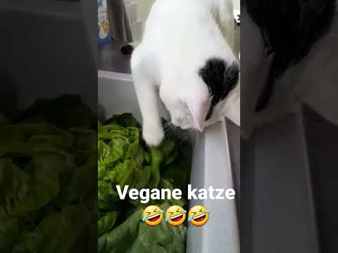 diese katze isst