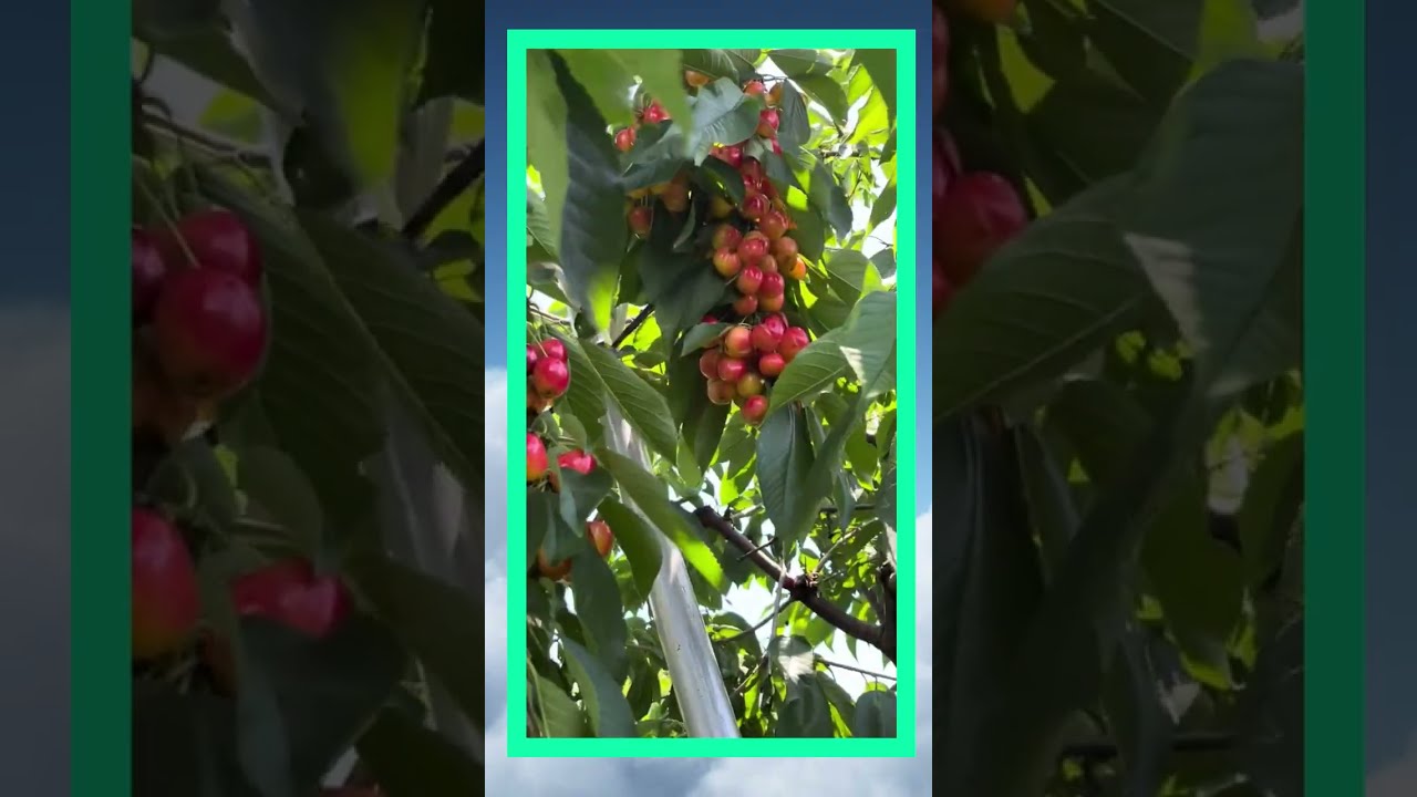 Two Sides of a Cherry