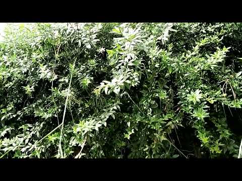 Ondoa Nuksi Na Mikosi Kwa Kuutumia MSISIMIZI 255629648201