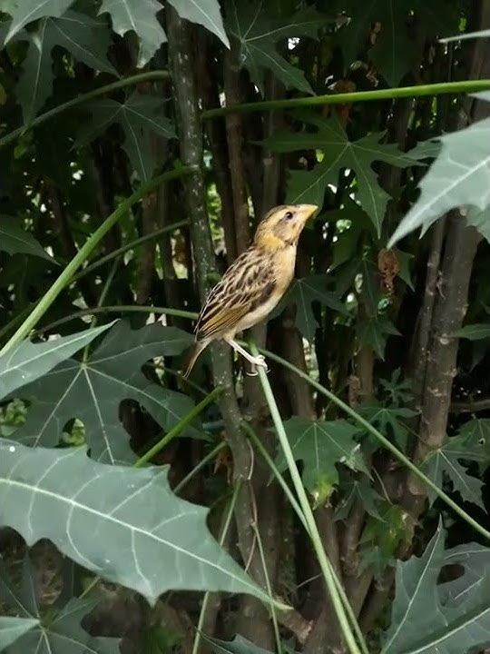 Manyar Jambul (Ploceus manyar) Asli Jawa #manyar #weaver #ploceus