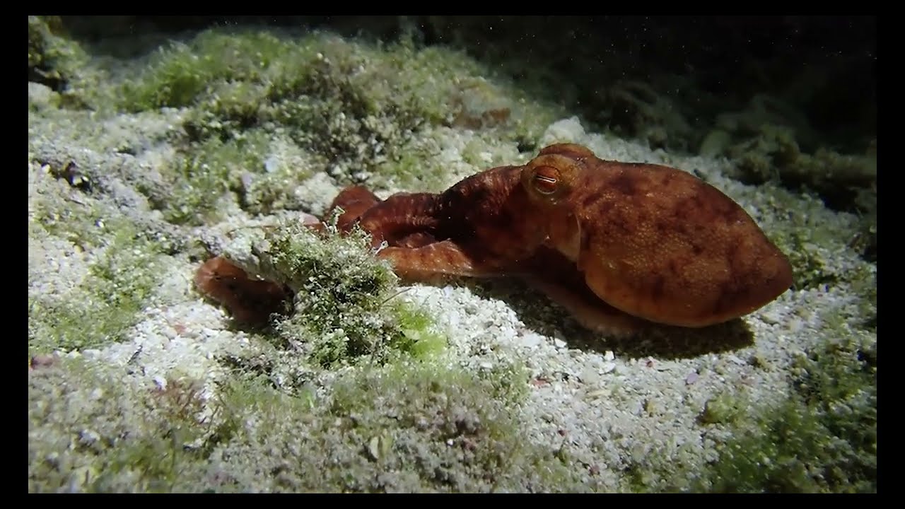 Rubber arm illusion in octopus