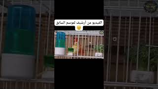 الطريقة الصحيحة لتقديم الصبغة الحمراء لطيور اللون #breeding #طيور #اكسبلور #birds