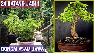 How to Combine 24 Tamarind Stems into 1 | Tamarind Bonsai Materials