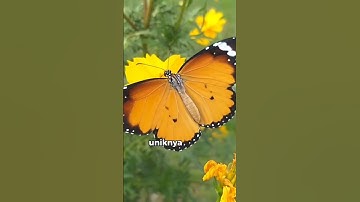 Fakta Unik Tentang Kupu-Kupu yang Jarang Diketahui #shorts