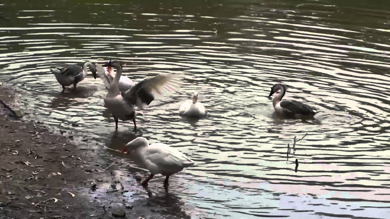 Ducks bathing in a open pond insects picture