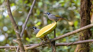 Birds of a feeder - filming birds in Papua New Guinea