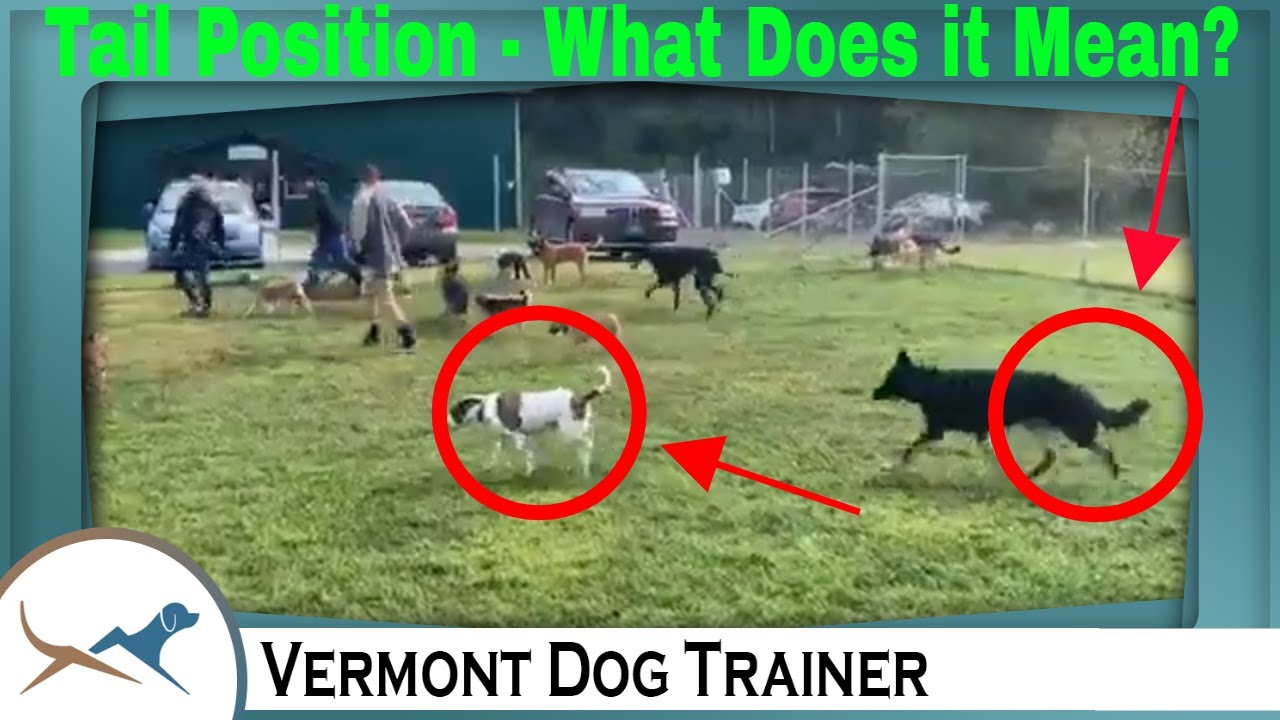 Understanding Dog Body Language and Tail Position 