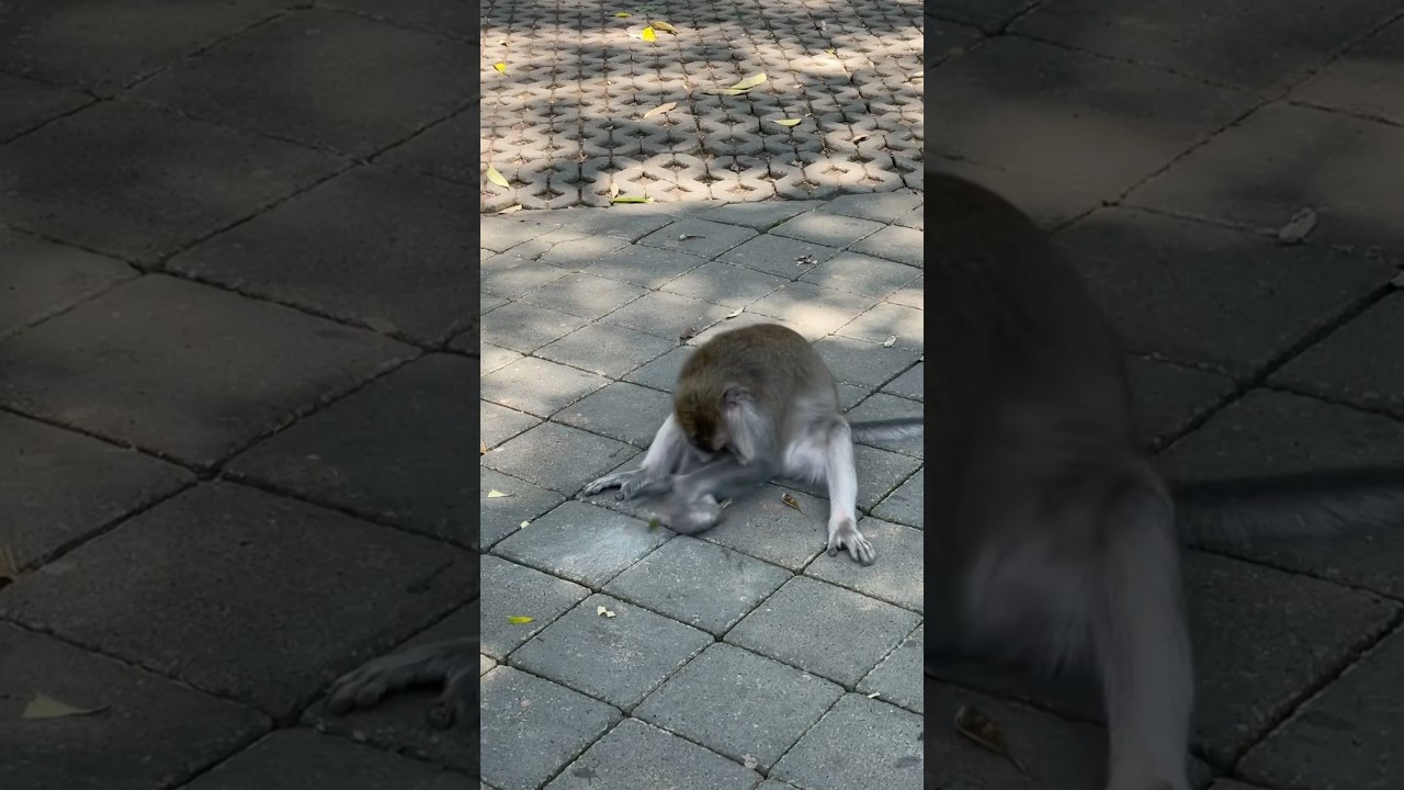 Funny Monkey Caught on Camera | WTF Is He Doing? YouTube Shorts