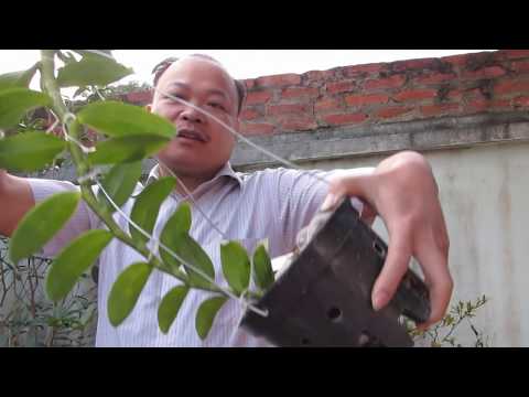 Video Cách trồng phi điệp 5 cánh trắng. phi điệp trồng chậu... - youtube