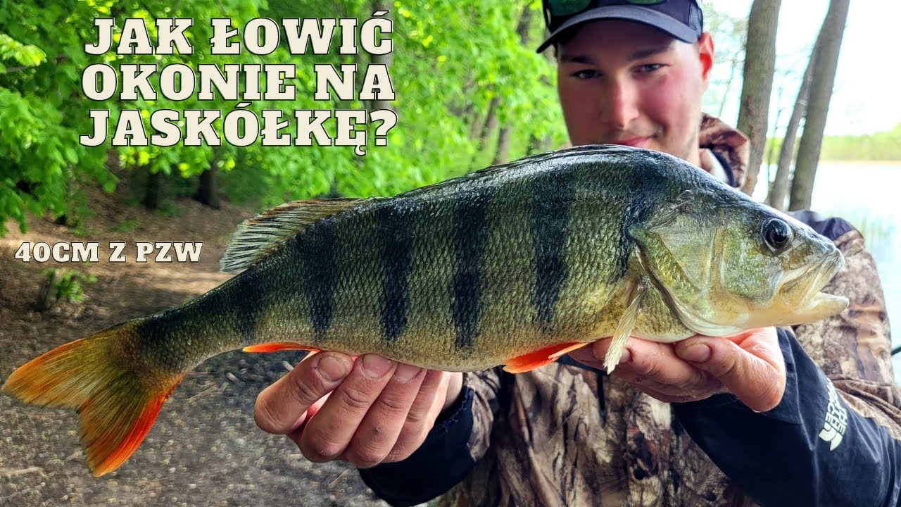 | OKONIE na JASKÓŁKĘ | GRUBY PRZYŁÓW na ULTRA LIGHT i OKOŃ 40CM | Odc. 61